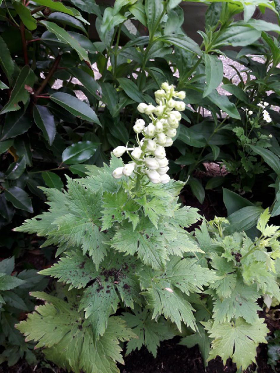 plant met witte monnikskapachtige bloem